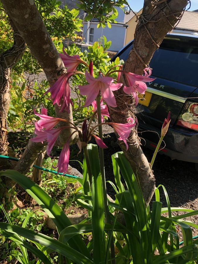 Hartree Guest House Newton Abbot Εξωτερικό φωτογραφία